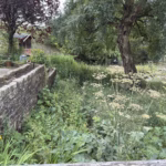 Hedera Garden