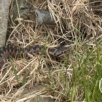 Adder in the Garden! – Britain’s Only Venomous Snake at Hedera Cottage