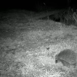 The Rabbits, the Hedgehogs, and the Robot Librarian