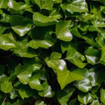 Hedera Helix - English Ivy