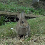 Rabbit