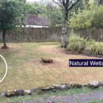 The Pond That Wasn’t: A Surprise Beneath the Sod at Hedera Cottage